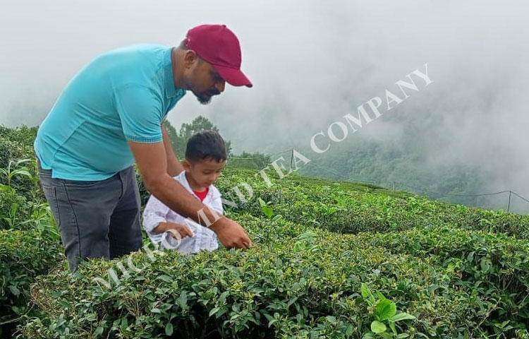 tea garden in darjeeling